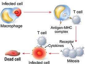 immuno therapy feature