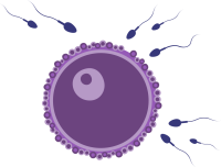 fertility