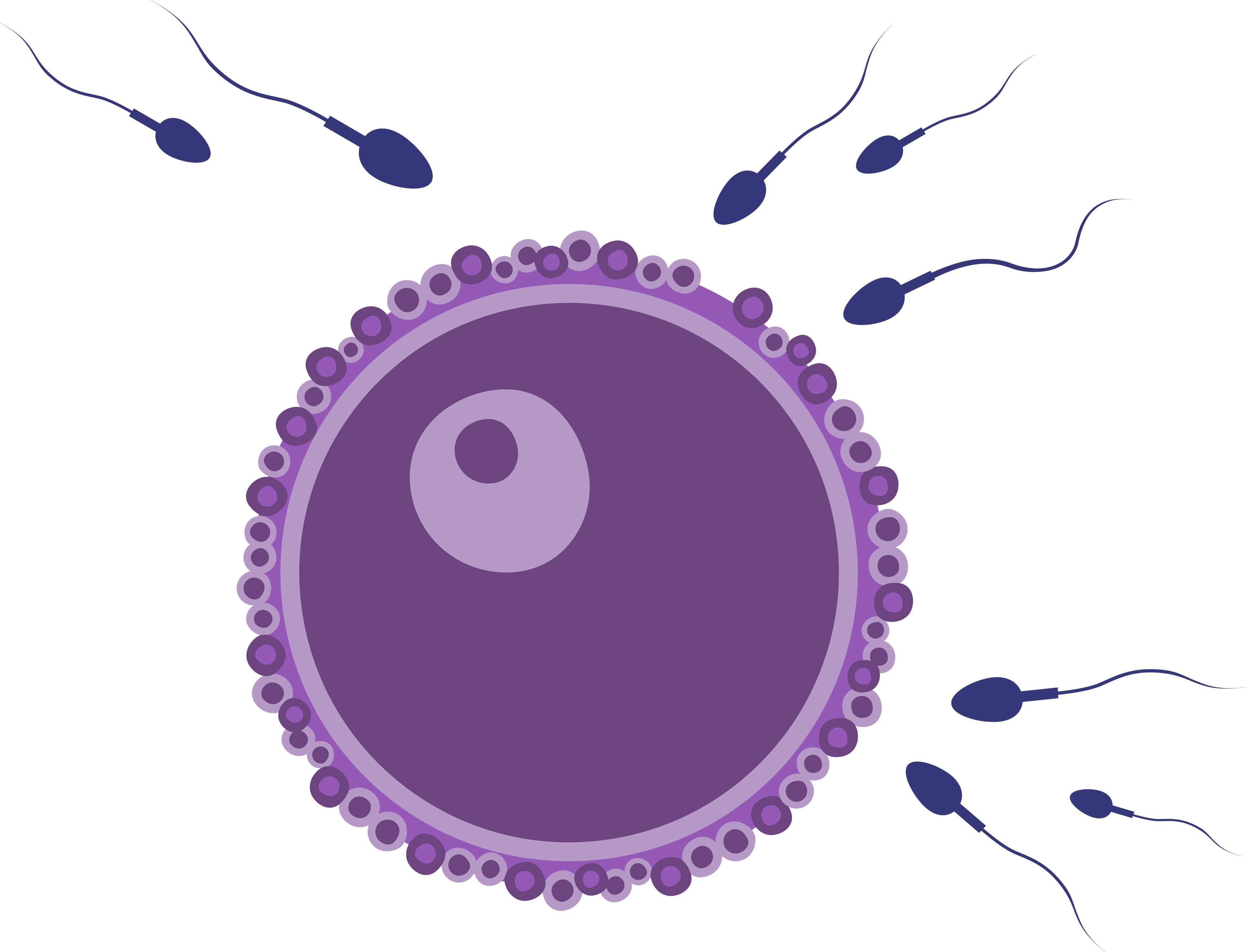 fertility